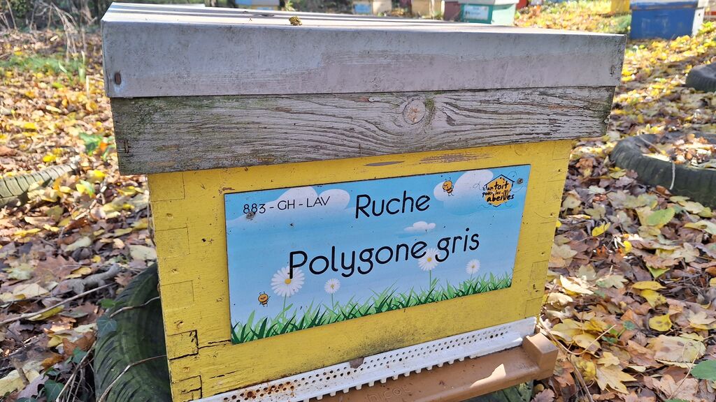 La ruche Polygone gris