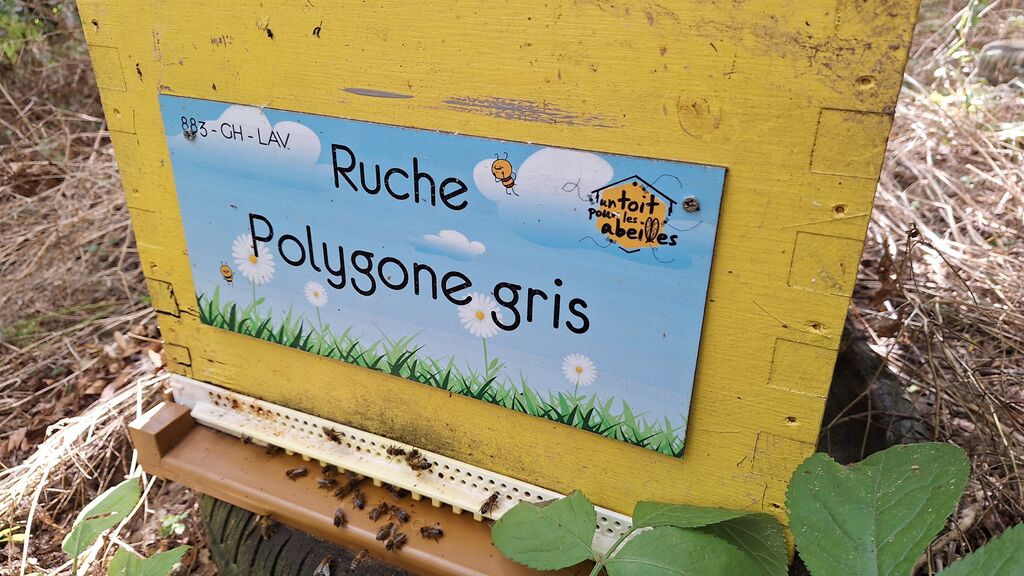 La ruche Polygone gris