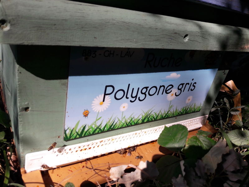 La ruche Polygone gris