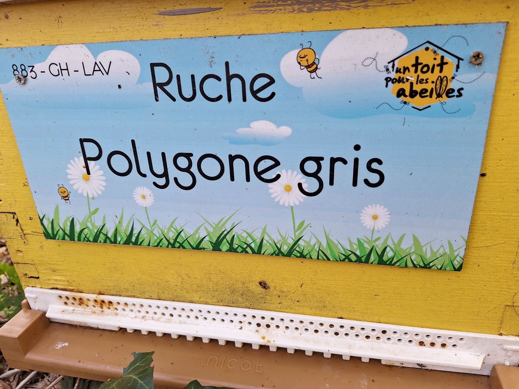 La ruche Polygone gris