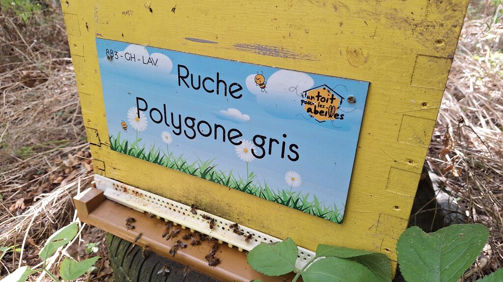 La ruche Polygone gris