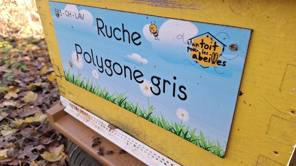 La ruche Polygone gris