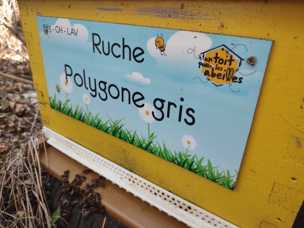 La ruche Polygone gris