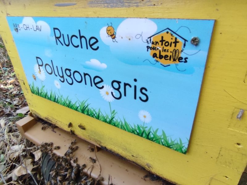 La ruche Polygone gris