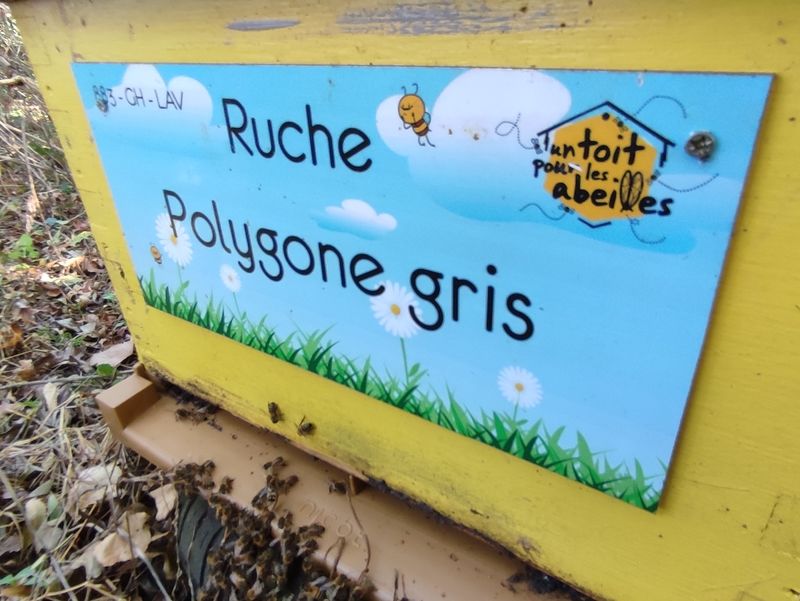 La ruche Polygone gris