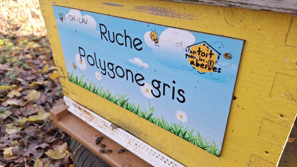 La ruche Polygone gris
