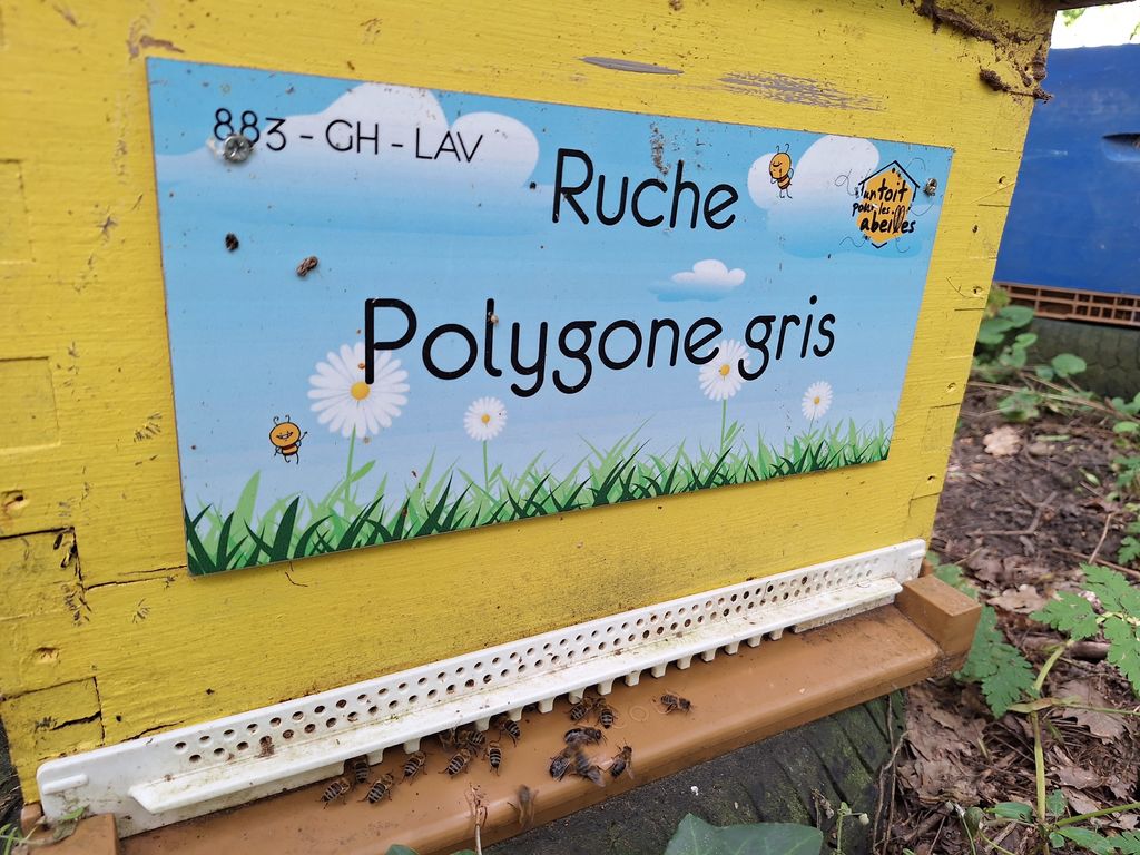 La ruche Polygone gris