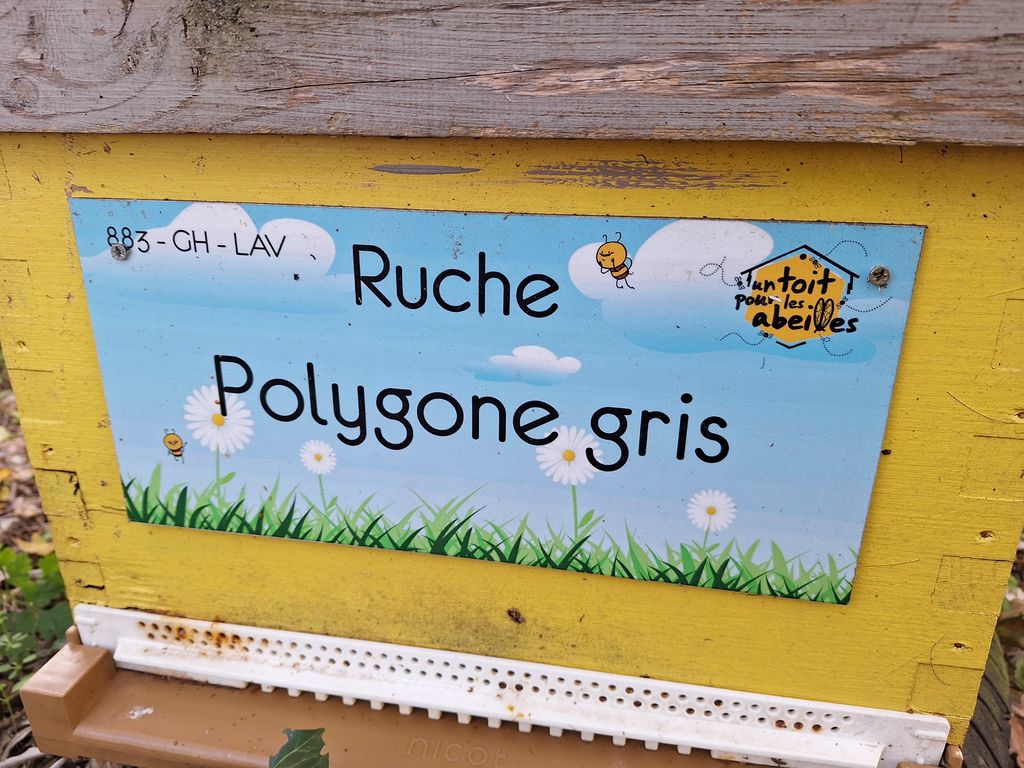 La ruche Polygone gris