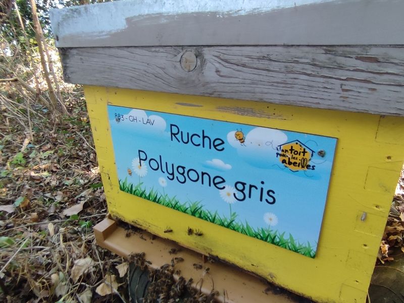 La ruche Polygone gris
