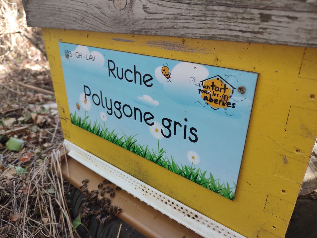 La ruche Polygone gris