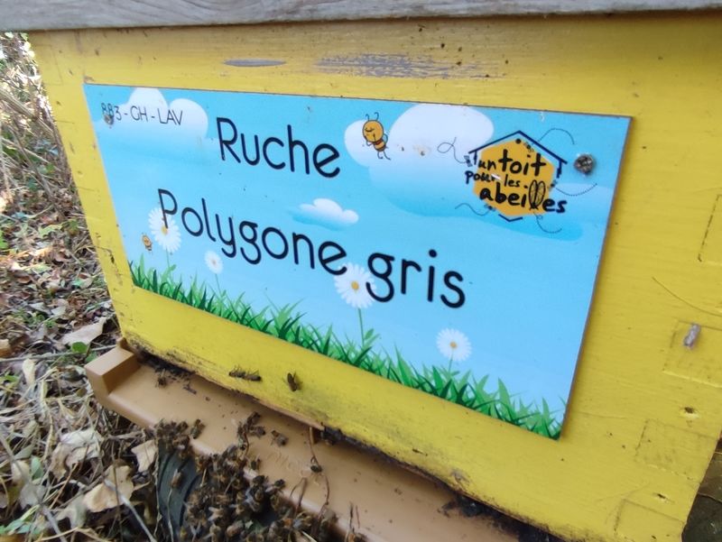 La ruche Polygone gris