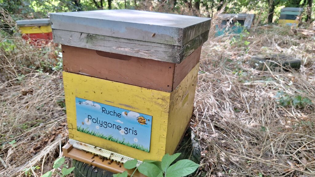 La ruche Polygone gris