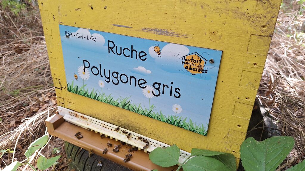 La ruche Polygone gris