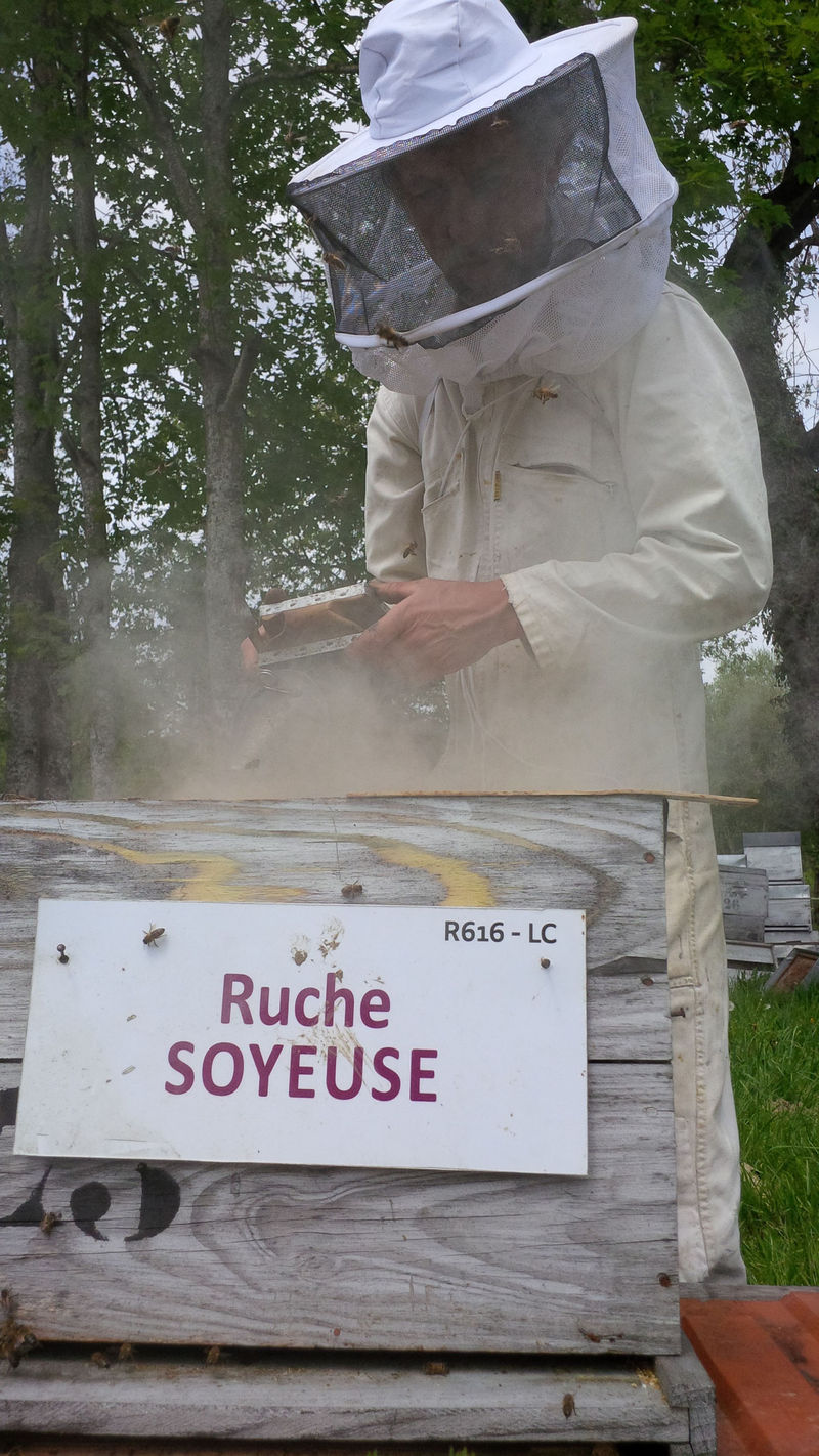 La ruche Soyeuse