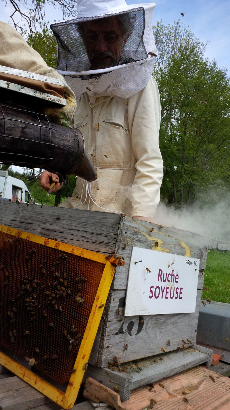 La ruche Soyeuse