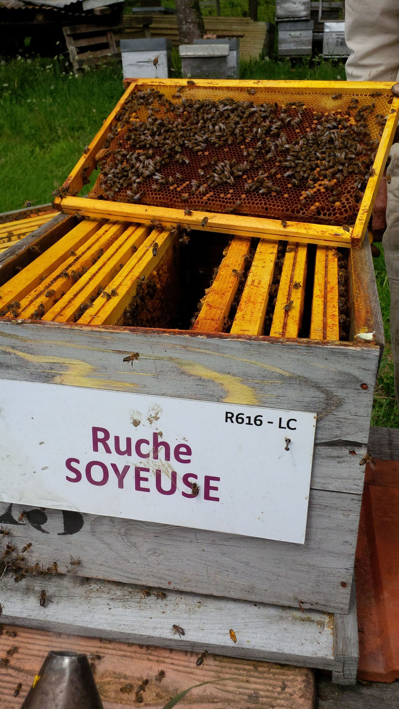 La ruche Soyeuse