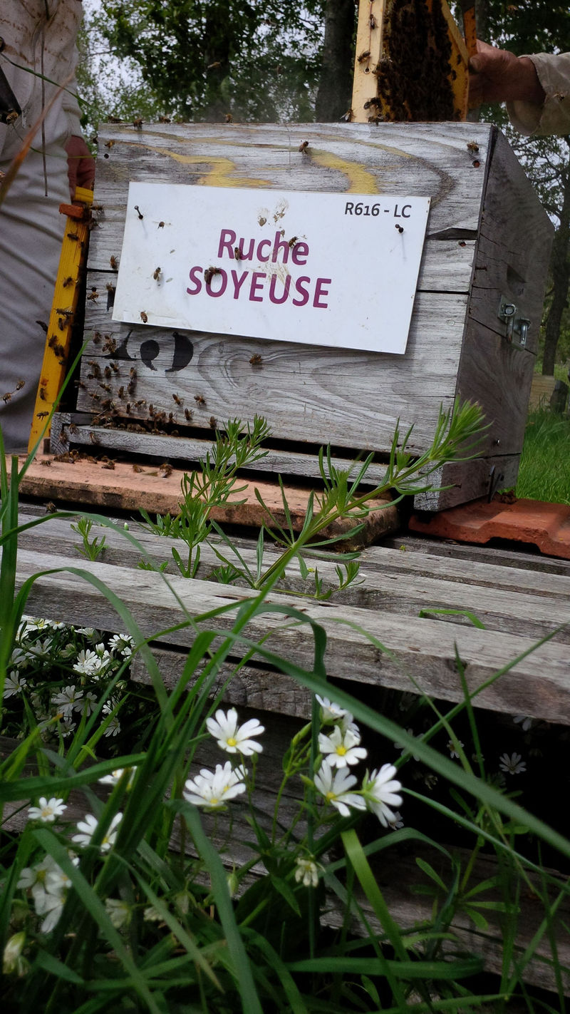 La ruche Soyeuse
