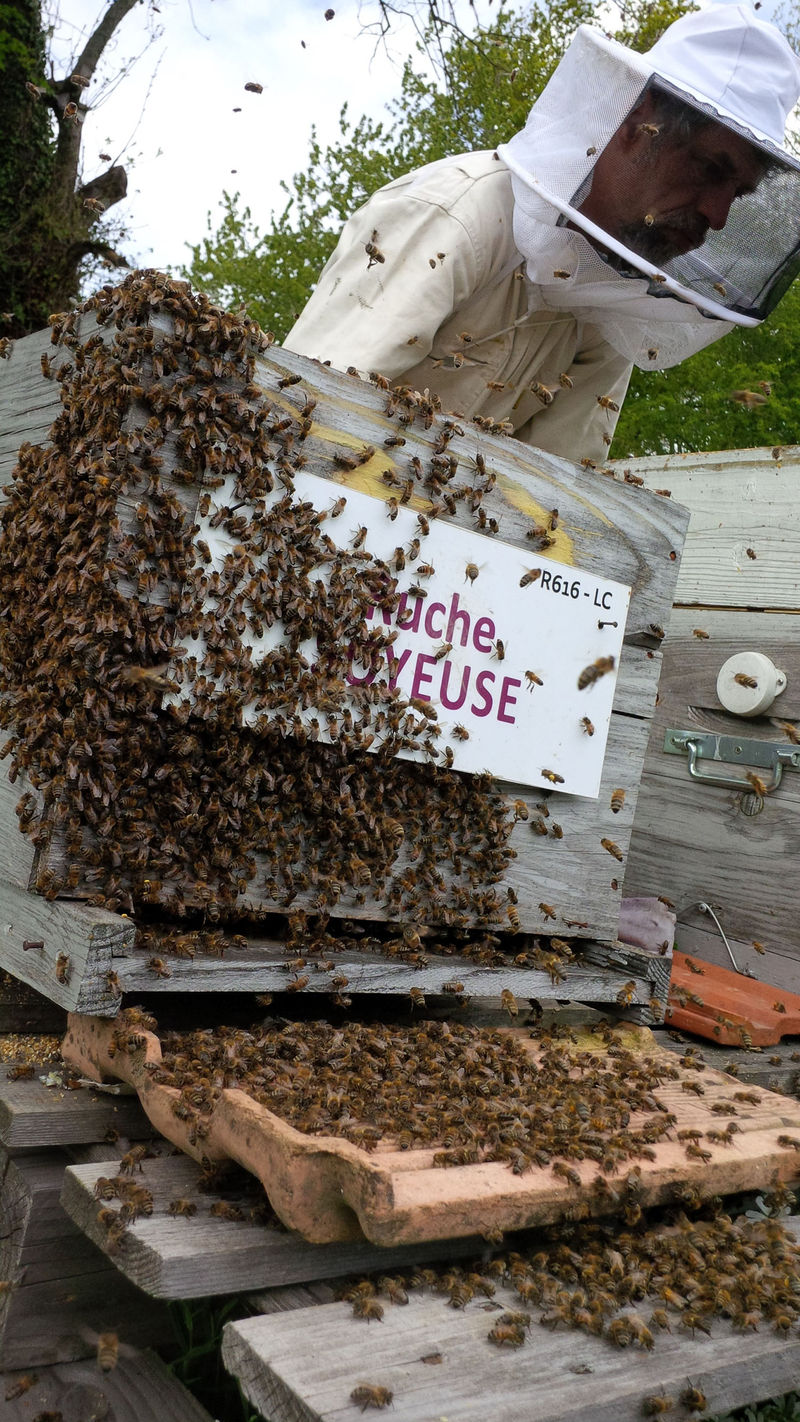 La ruche Soyeuse