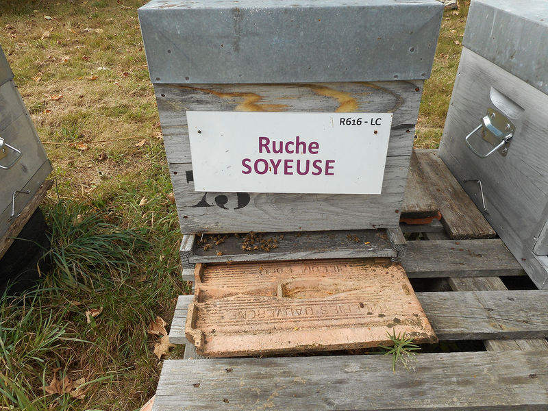 La ruche Soyeuse