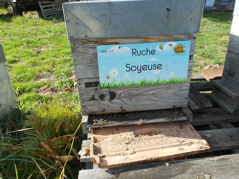 La ruche Soyeuse