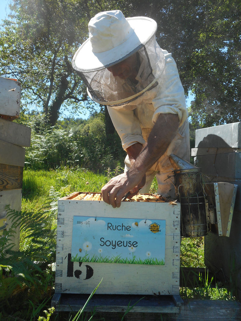 La ruche Soyeuse