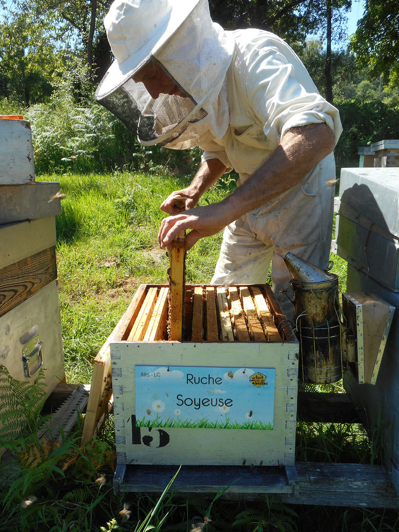 La ruche Soyeuse