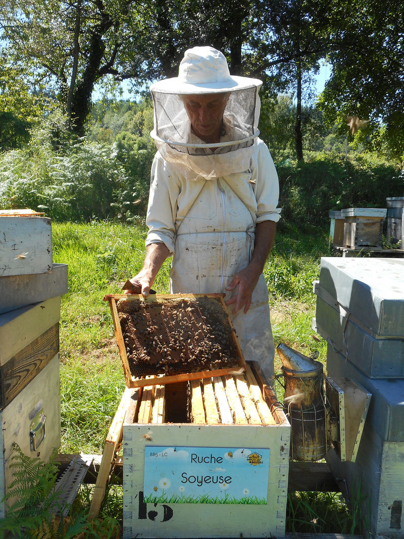 La ruche Soyeuse