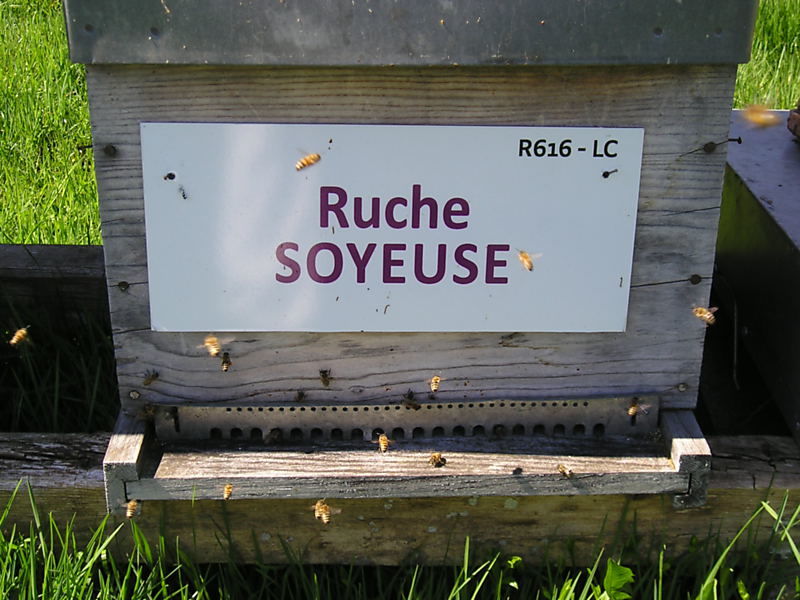 La ruche Soyeuse