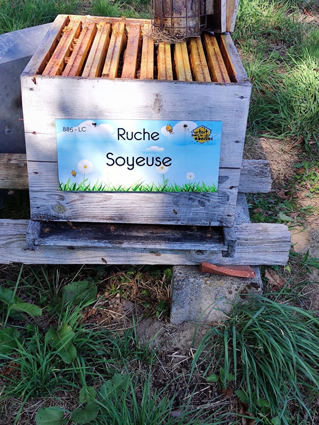 La ruche Soyeuse