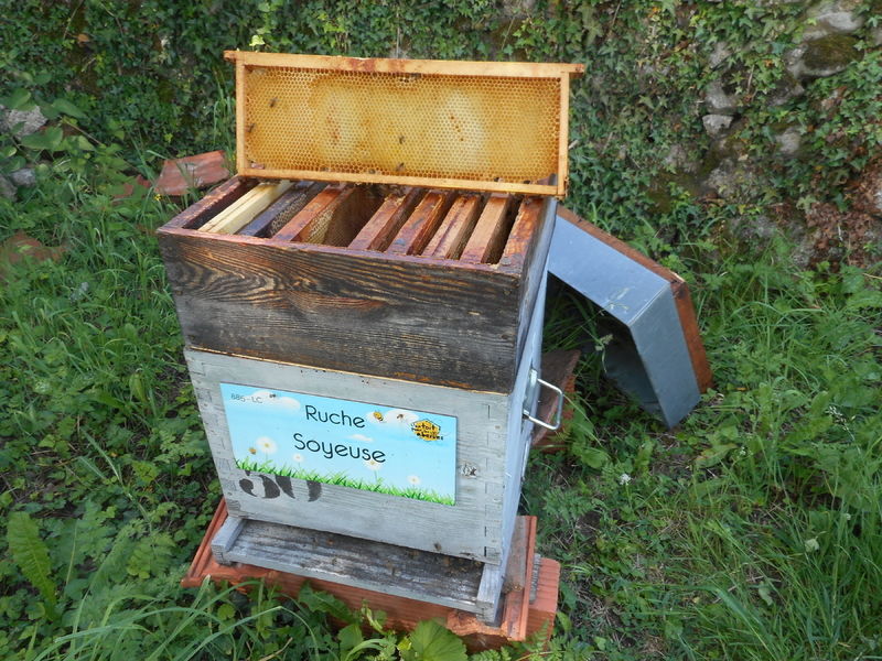 La ruche Soyeuse
