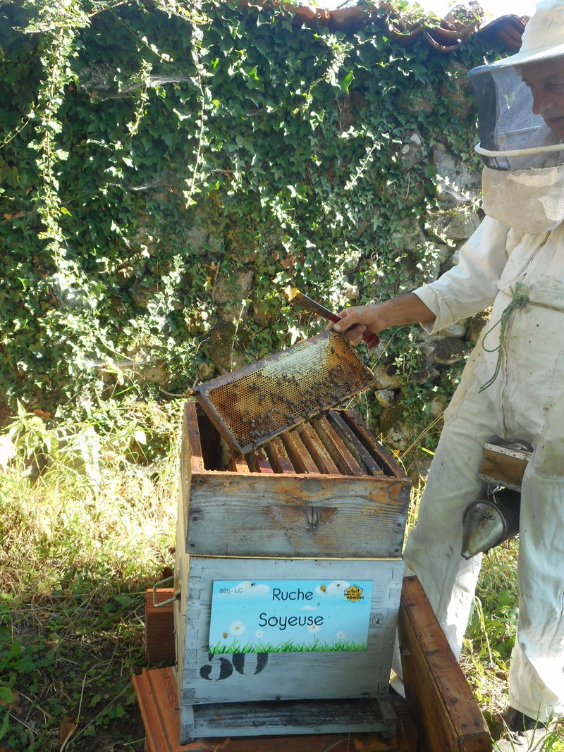 La ruche Soyeuse