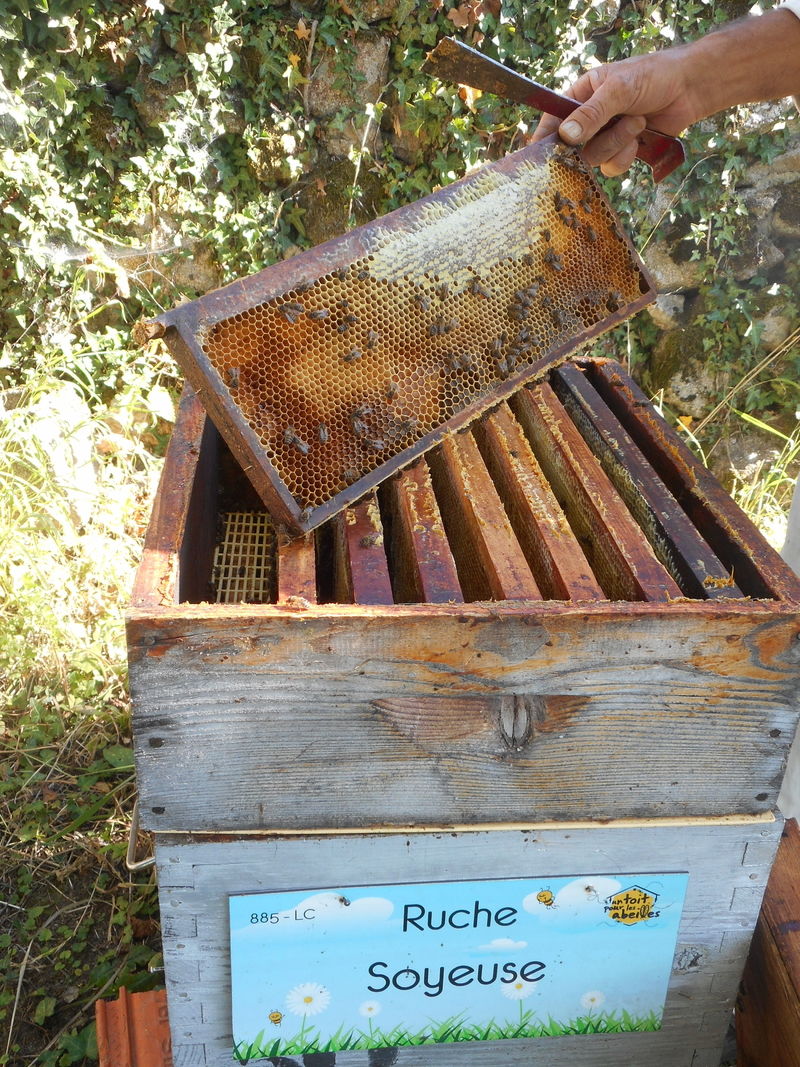 La ruche Soyeuse