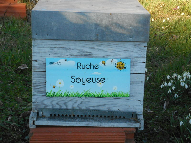 La ruche Soyeuse