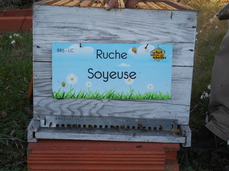 La ruche Soyeuse
