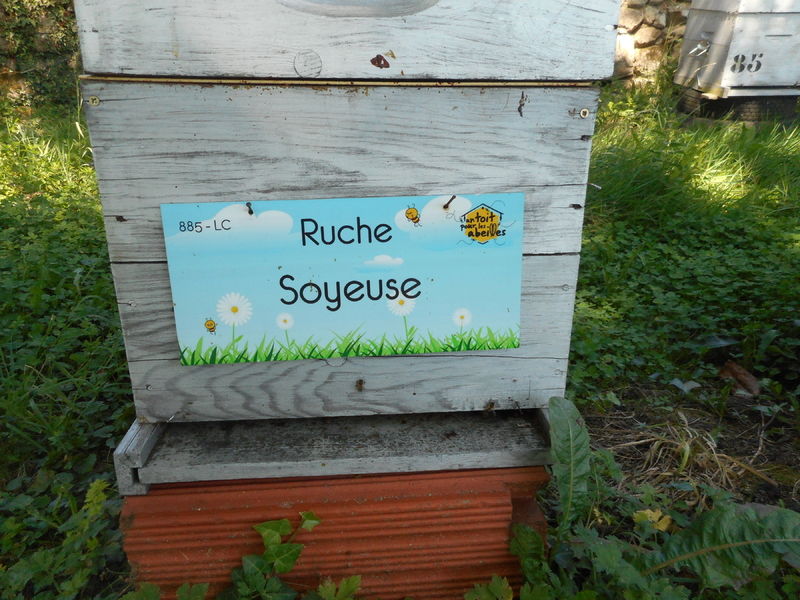 La ruche Soyeuse
