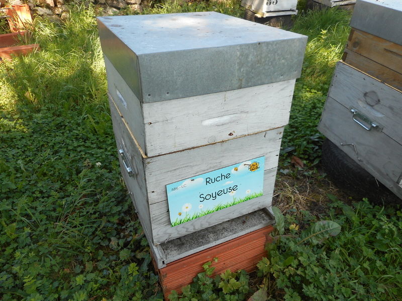 La ruche Soyeuse