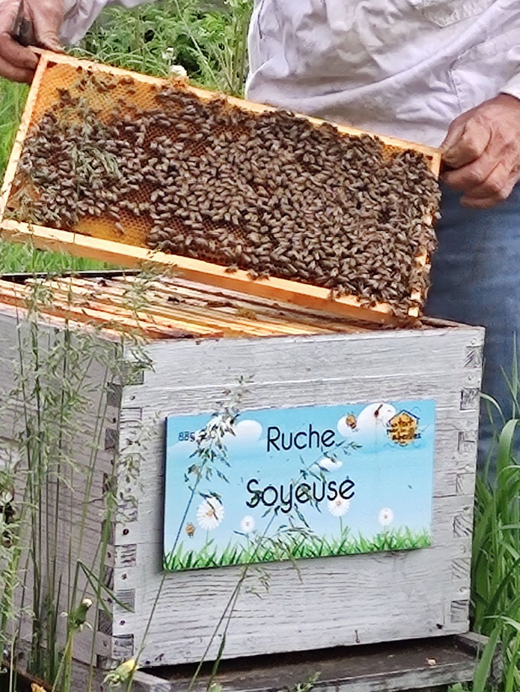La ruche Soyeuse