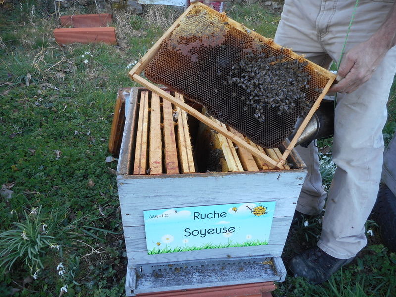 La ruche Soyeuse