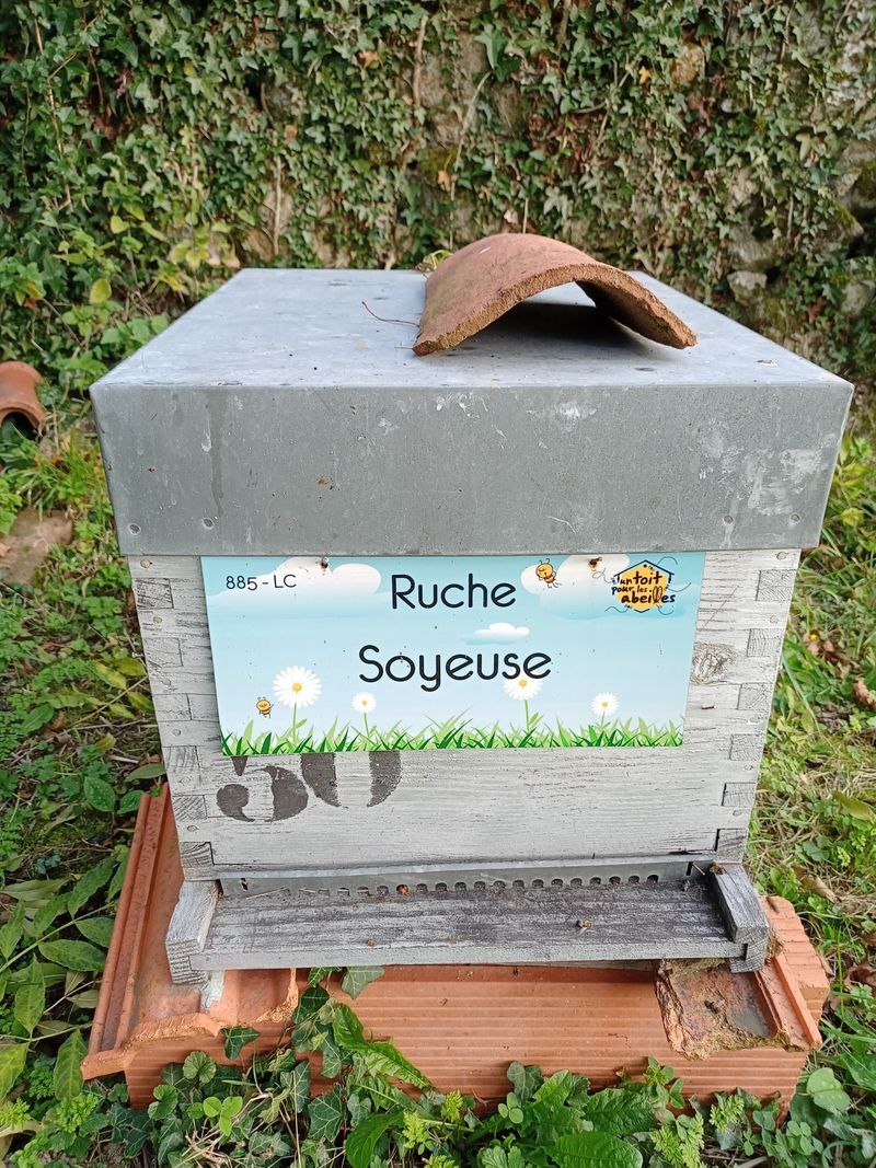 La ruche Soyeuse