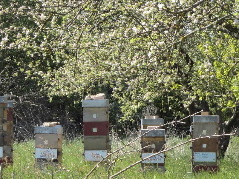 La ruche Xanthie noisette