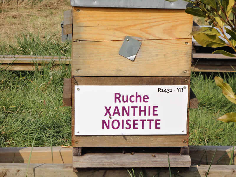 La ruche Xanthie noisette