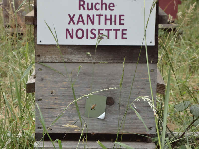 La ruche Xanthie noisette