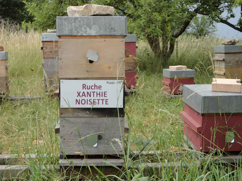 La ruche Xanthie noisette