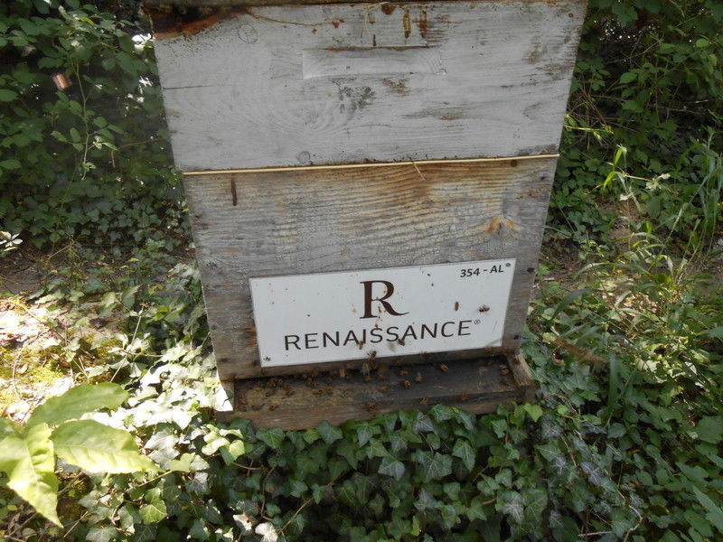 La ruche HOTELS RENAISSANCE
