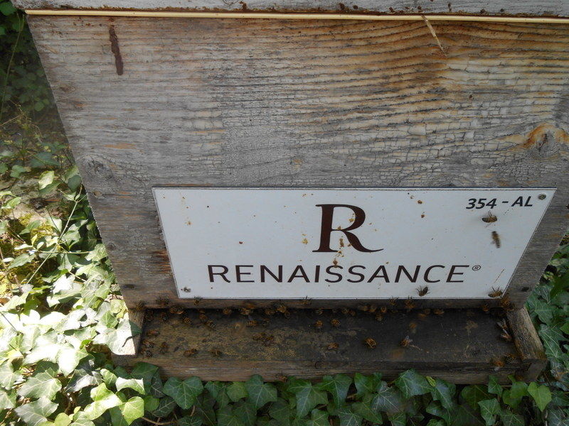 La ruche HOTELS RENAISSANCE