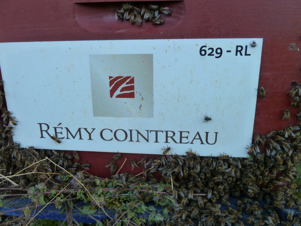 La ruche REMY COINTREAU