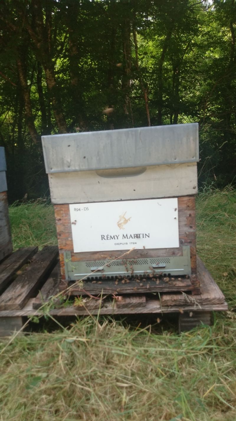 La ruche REMY COINTREAU
