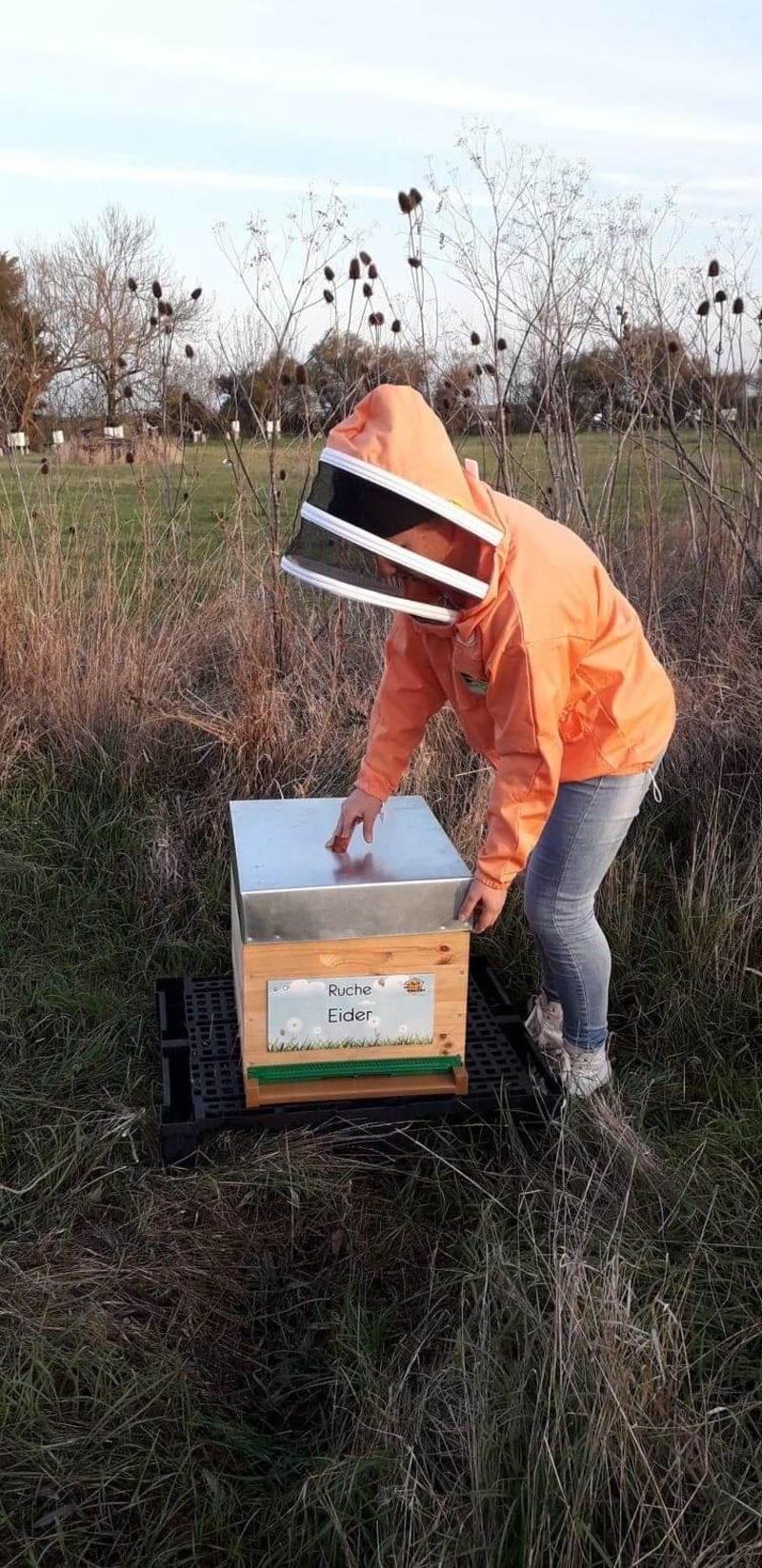 La ruche Eider
