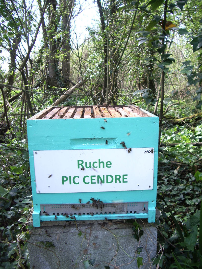La ruche