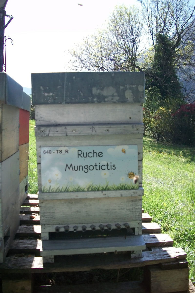 La ruche Mungotictis